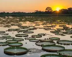 Pantanal: Um Paraíso Natural