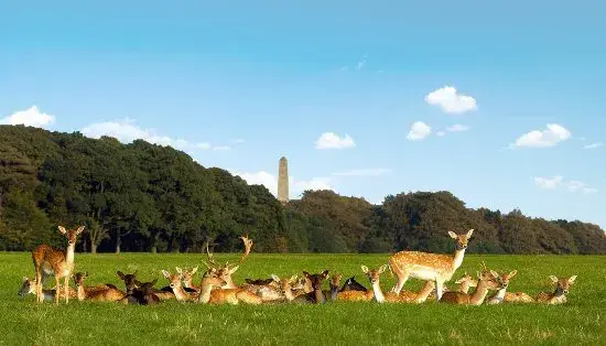 Maior parque urbano da Europa - Avaliações de viajantes - Phoenix Park - Tripadvisor