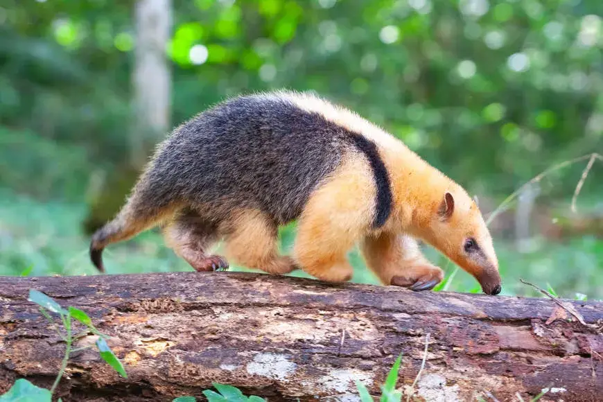 Tamanduá: espécies, características, habitat - Biologia Net