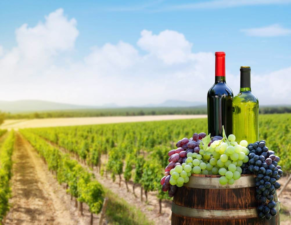 Roteiros de Vinho e Gastronomia Inesquecíveis na Itália