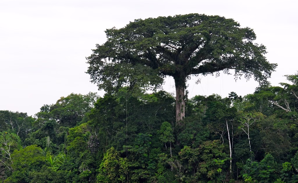 Saiba onde ver as grandes árvores amazônicas (samaúma gigante)