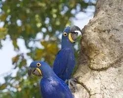 Imagem de Blue macaw in Pantanal