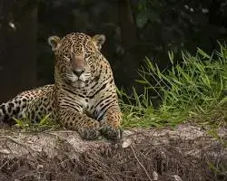Imagem de Jaguar in Pantanal