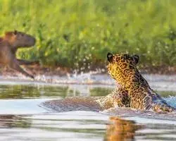 Imagem de Pantanal safari