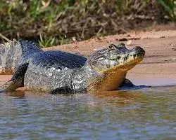 Imagem de Caiman in Pantanal
