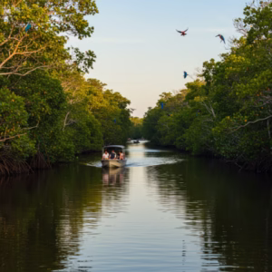 Passeio de Barco pelo Rio Ariquindá