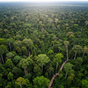 Floresta Nacional do Purus