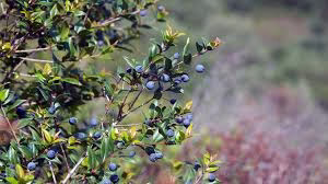 Mirto