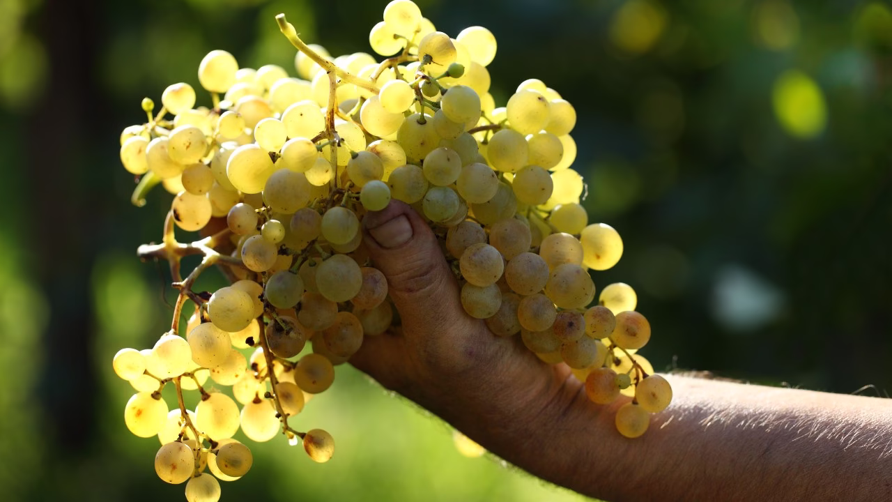 A Versatilidade do Vinho